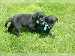 Zdravá a milující štěňata labradorů s rodokmenem.